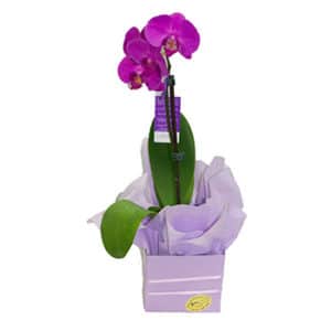 Phalaenopsis Orchid in Box