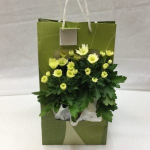 Chrysanthemum Plant in a Gift Bag
