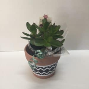 Small Succulent In Pot