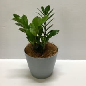 Zanzibar Plant in a Pot